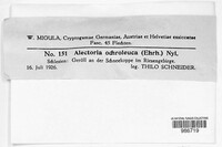 Alectoria ochroleuca image